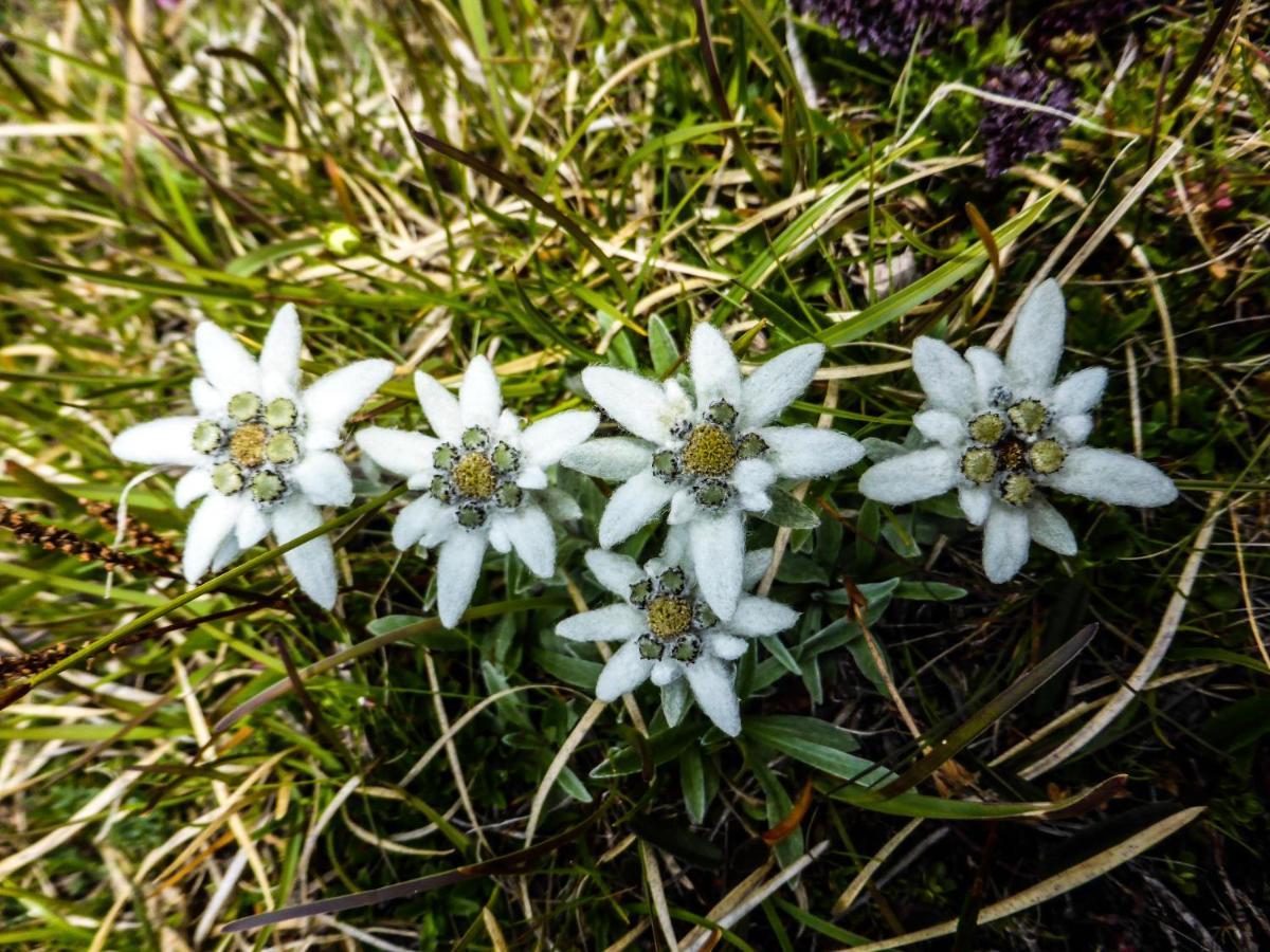 Landhaus Alpenrose - Feriendomizile Pichler Хайлигенблут Экстерьер фото