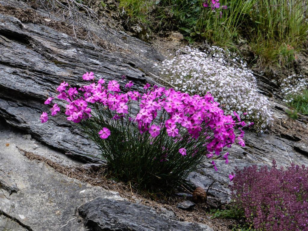 Landhaus Alpenrose - Feriendomizile Pichler Хайлигенблут Экстерьер фото
