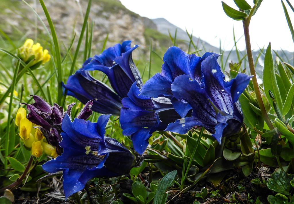 Landhaus Alpenrose - Feriendomizile Pichler Хайлигенблут Экстерьер фото